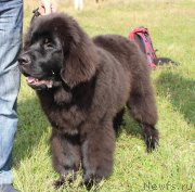 Превью фото № 134045