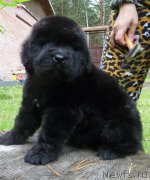 Превью фото № 134075