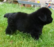 Превью фото № 134077