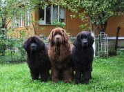 Превью фото № 134102