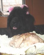 Превью фото № 134111