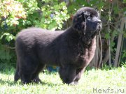 Превью фото № 134160