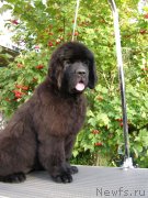 Превью фото № 134161