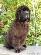 Превью фото № 134162