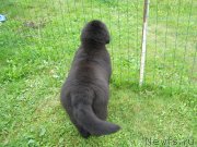 Превью фото № 134166