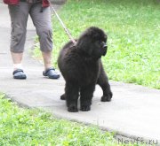Превью фото № 134169