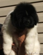 Превью фото № 134174