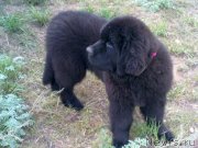 Превью фото № 134177