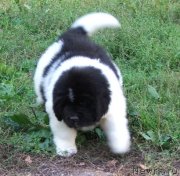 Превью фото № 134181