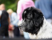 Превью фото № 134199