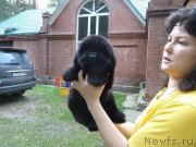 Превью фото № 134219