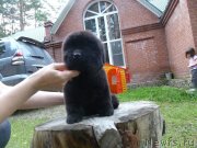 Превью фото № 134230