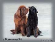 Превью фото № 134257