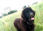 Превью фото № 134267