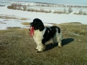 Превью фото № 134347