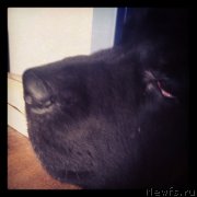 Превью фото № 134364