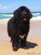 Превью фото № 134375