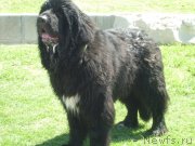 Превью фото № 134377