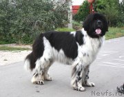 Превью фото № 134417