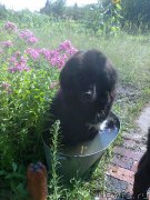 Превью фото № 134420