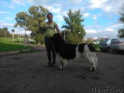 Превью фото № 134422