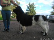 Превью фото № 134423