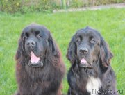 Превью фото № 134433