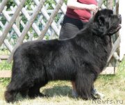 Превью фото № 134460