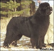 Превью фото № 134465