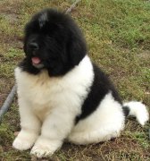 Превью фото № 134488