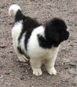 Превью фото № 134489