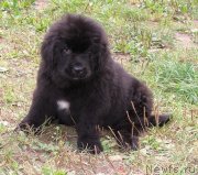 Превью фото № 134533