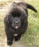 Превью фото № 134535