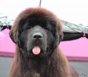 Превью фото № 134564