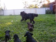 Превью фото № 134581