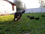 Превью фото № 134582