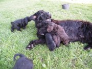 Превью фото № 134585