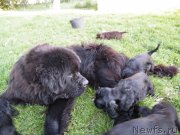 Превью фото № 134586