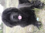 Превью фото № 134594