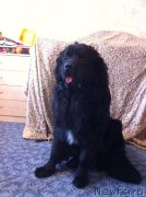 Превью фото № 134598