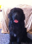 Превью фото № 134600