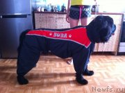 Превью фото № 134601