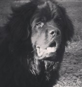 Превью фото № 134641