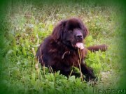 Превью фото № 134759