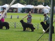 Превью фото № 134777