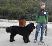 Превью фото № 134783