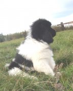 Превью фото № 134803