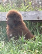 Превью фото № 134806