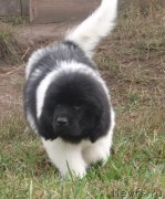 Превью фото № 134807