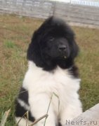 Превью фото № 134809